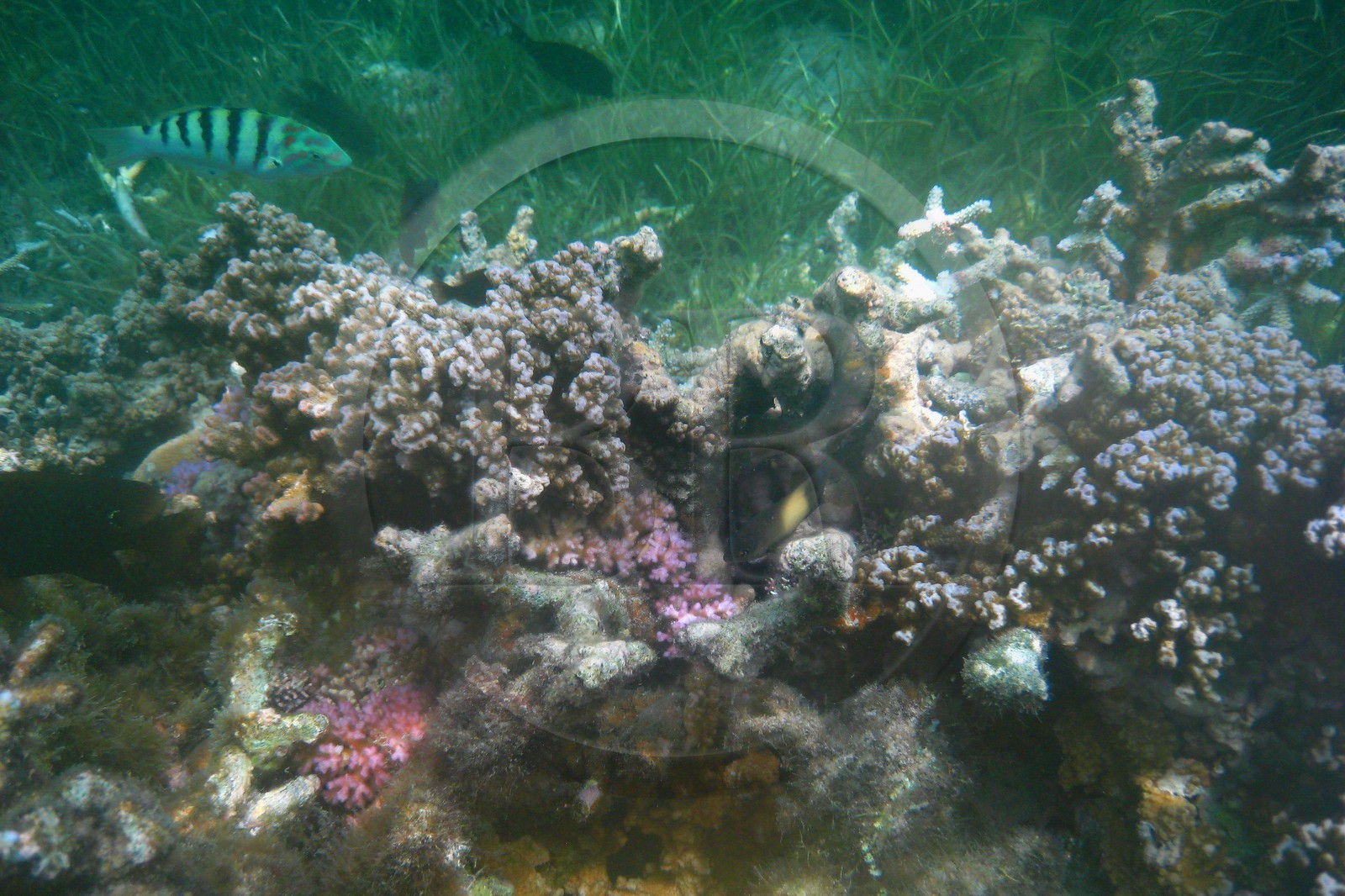 France, île de la Réunion, le récif corallien du lagon de la plage de Saint-Gilles et de l'Ermitage (vue sous-marine)