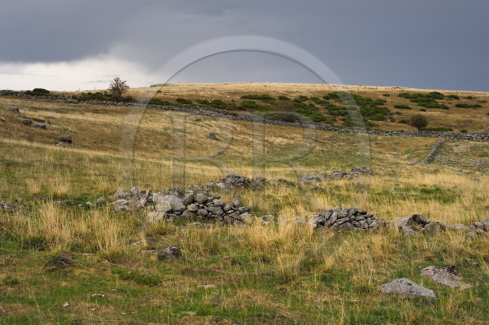France, Cantal (15), Parc naturel régional de l'Aubrac, plateau de l'Aubrac vers Saint-Urcize, muret de pierre