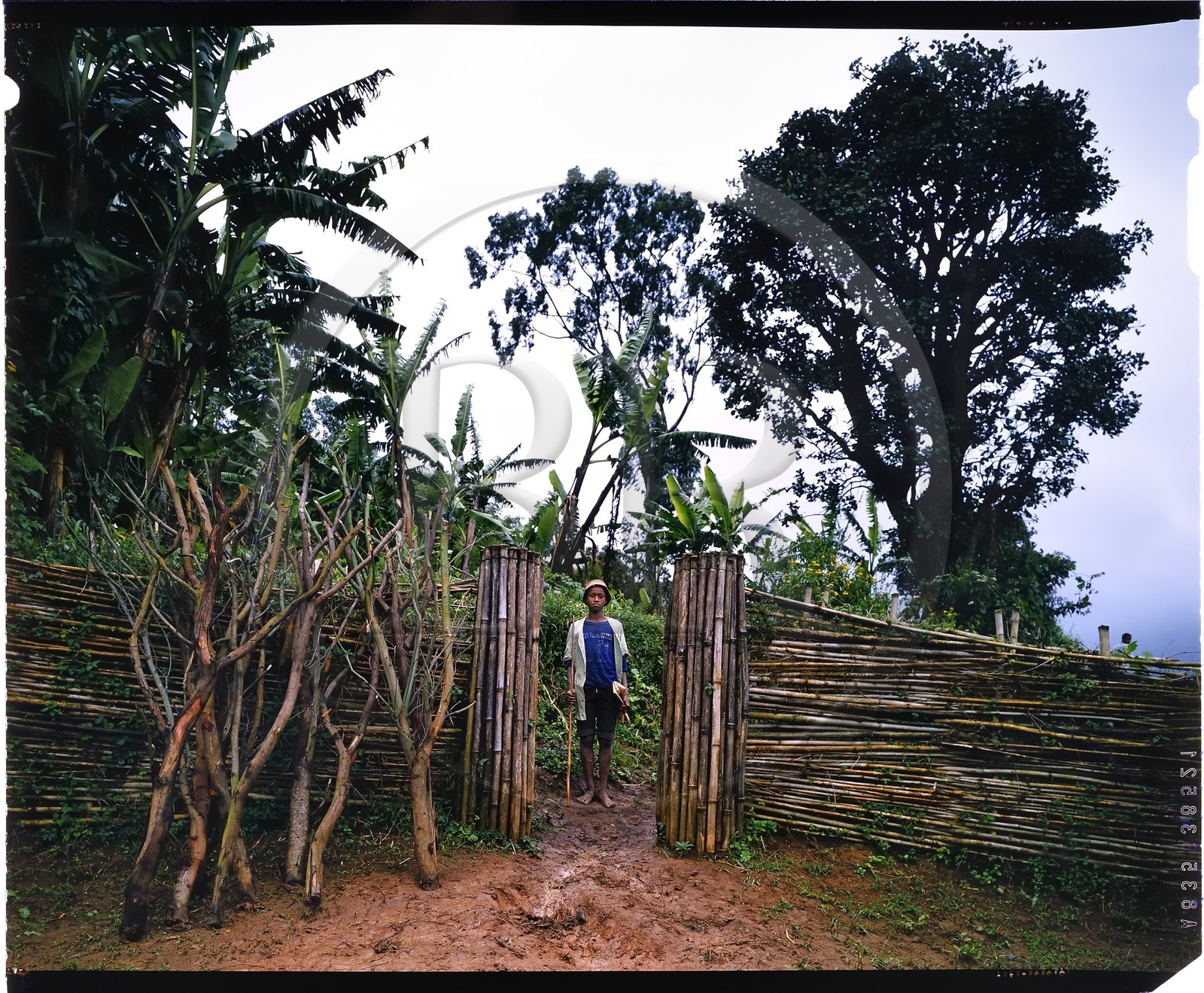 Burundi, Bujumbura Province, Ijenda area, Tutsi boy in the main courtyard of the rugo (traditional farm), inside a livestock enclosure, the main entry may be blocked quickly with branches placed next to the door (4x5 reversal film reproduction)