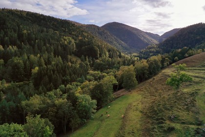 France, Haut Rhin, Ballons des Vosges Regional Natural Park, the Storckensohn valley leading to the Tete des Perches mountain peak in the background (aerial view)