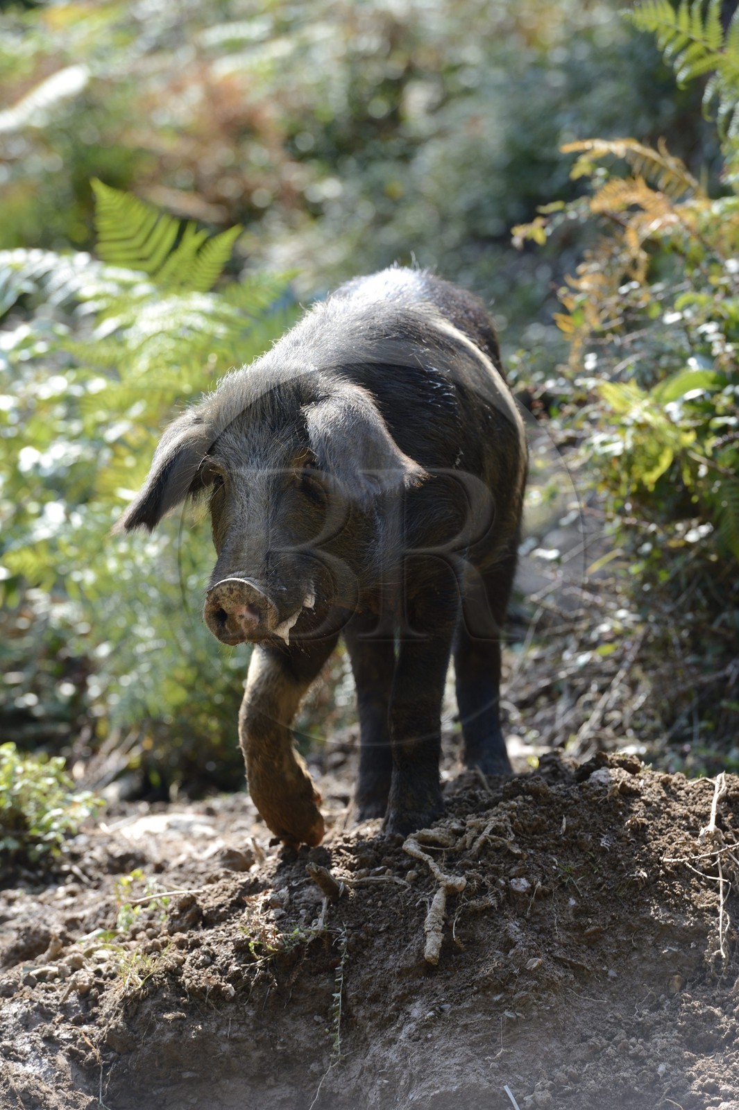 France, Haute Corse, Castagniccia, pigs in the wild