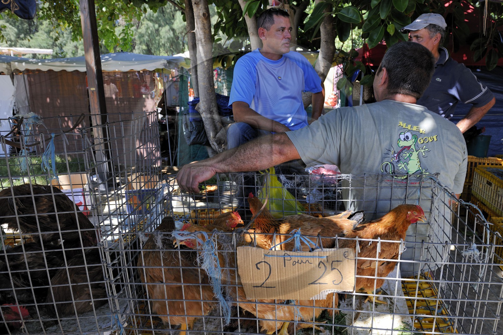 France, île de la Réunion, Saint-Pierre, le marché du samedi, les étals de volaille