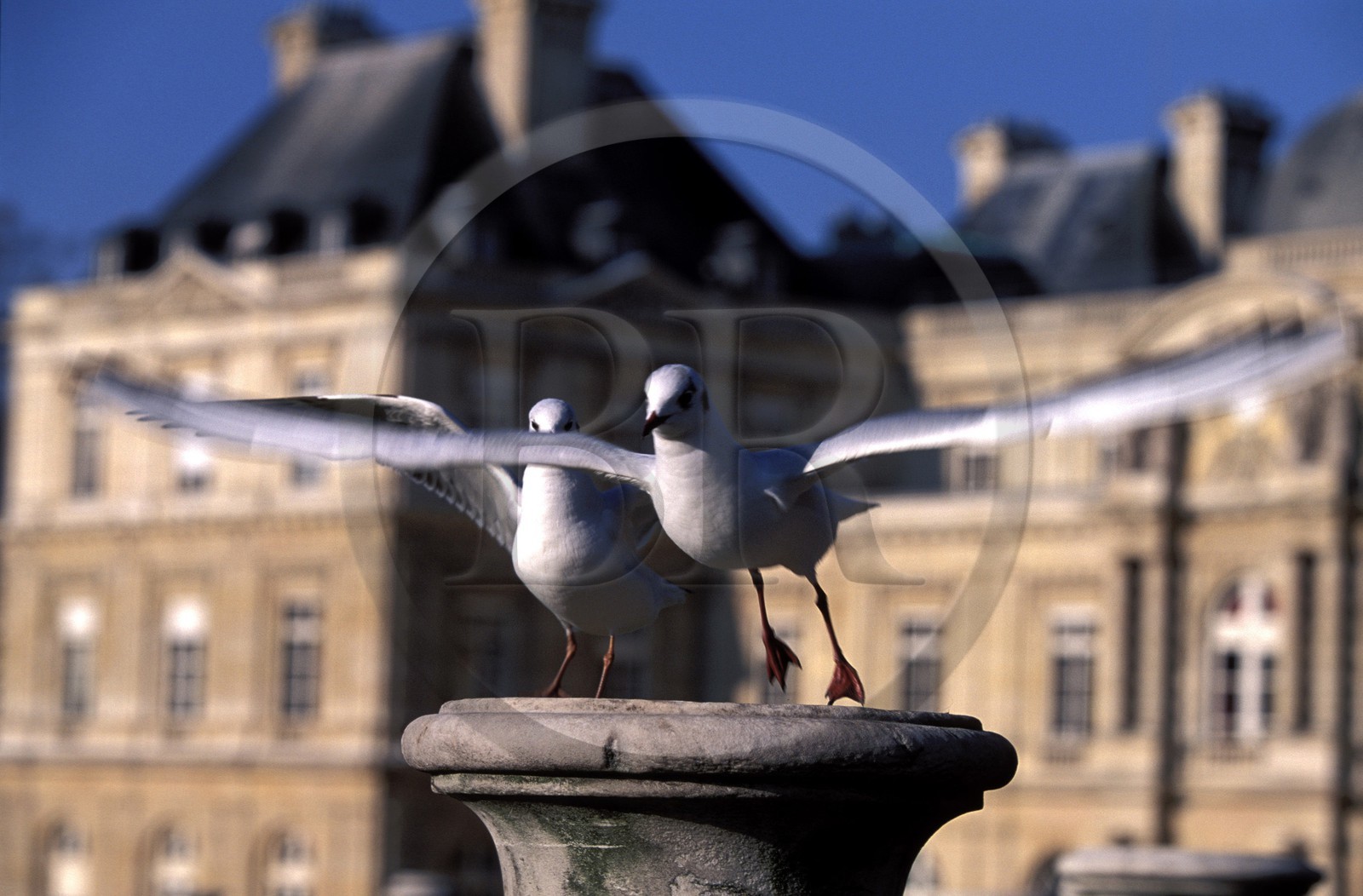 France, Paris (75), mouettes au jardin du Luxembourg, le Sénat (Palais du Luxembourg) au fond
