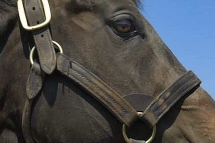 Irlande, Co. Kildare, Maynooth, harras de Derrinstown (Stud)