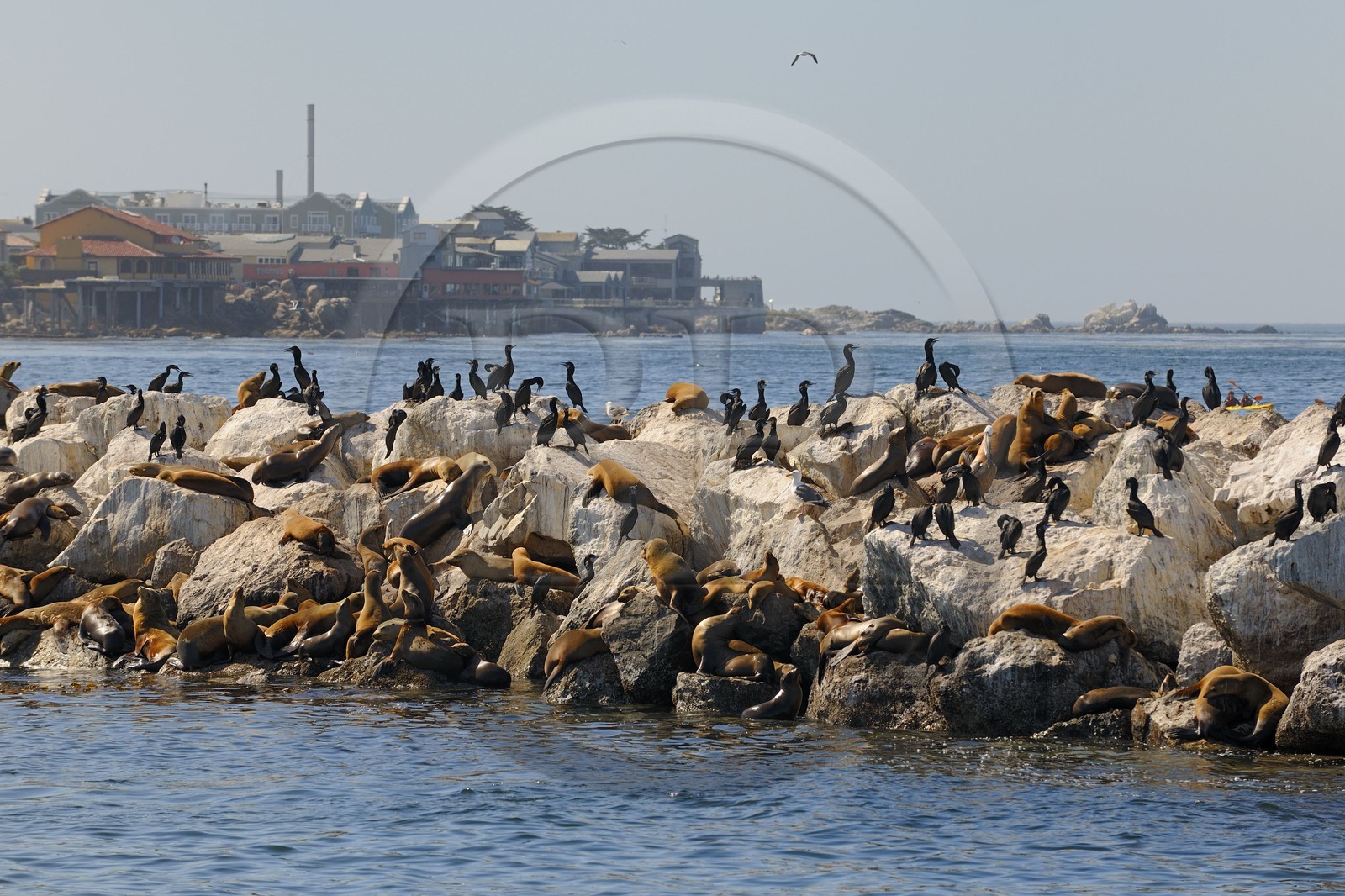 United States, California, sea-lions in the harbor of Monterey