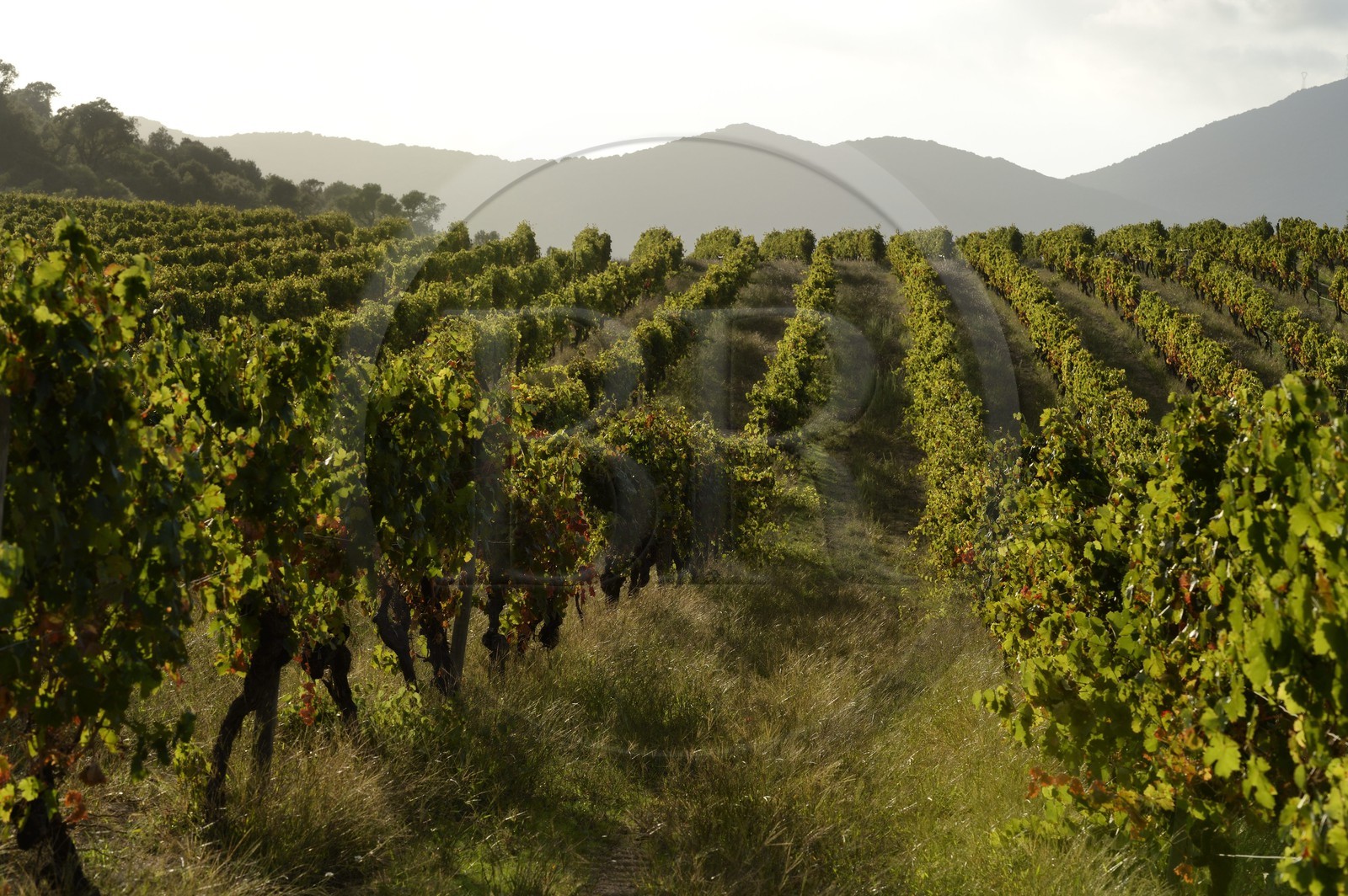 France, Corse du Sud, Sartene region, Fiumicicoli wine estate, vineyard