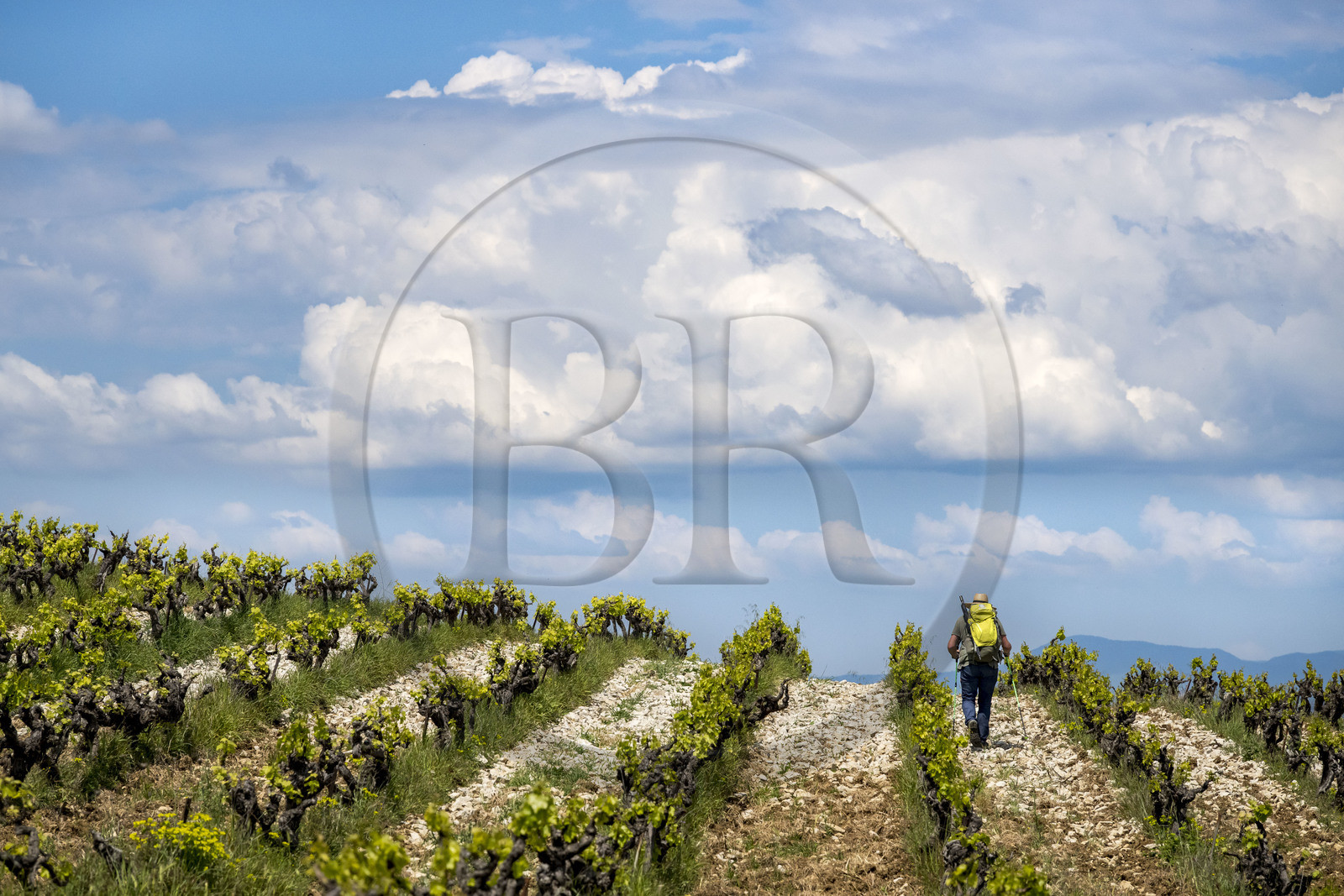 France, Vaucluse (84), Dentelles de Montmirail, Séguret, les vignobles du Domaine viticole de Mourchon