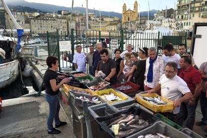 France, Haute Corse, Bastia, Terra-Vecchia district, the harbour overlooked by St Jean Baptiste Church, direct fish selling on the dock after the return of fishing