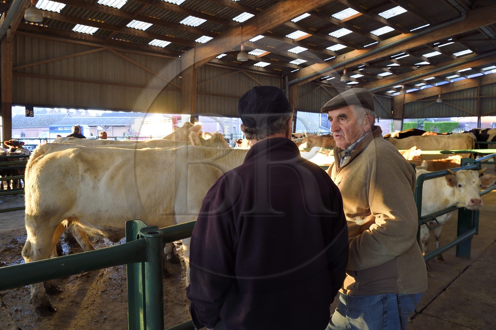 France, Seine-Maritime (76), Forges-les-eaux, marché couvert aux bestiaux, les négociations entre acheteurs et vendeurs se font de gré à gré