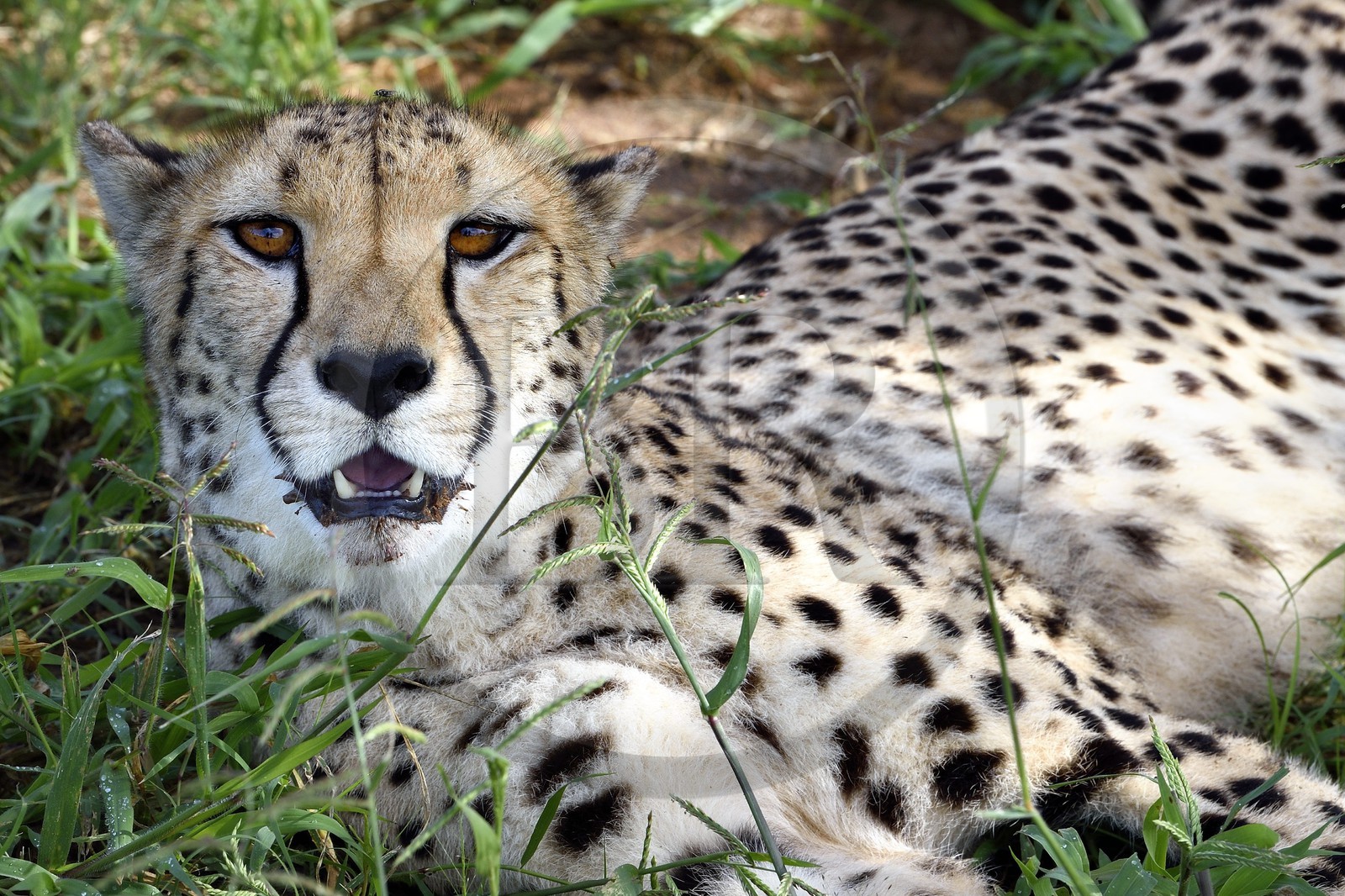 Namibie, Otjiwarongo, Cheetah Conservation Fund, centre de recherche et d'éducation, guépard (Acinonyx jubatus)