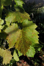 France, Var (83), Provence Verte, Bras, vers Saint-Maximin-la-Sainte-Baume, la maison d'hôtes Le Peyrourier, une campagne en Provence, feuille de vigne