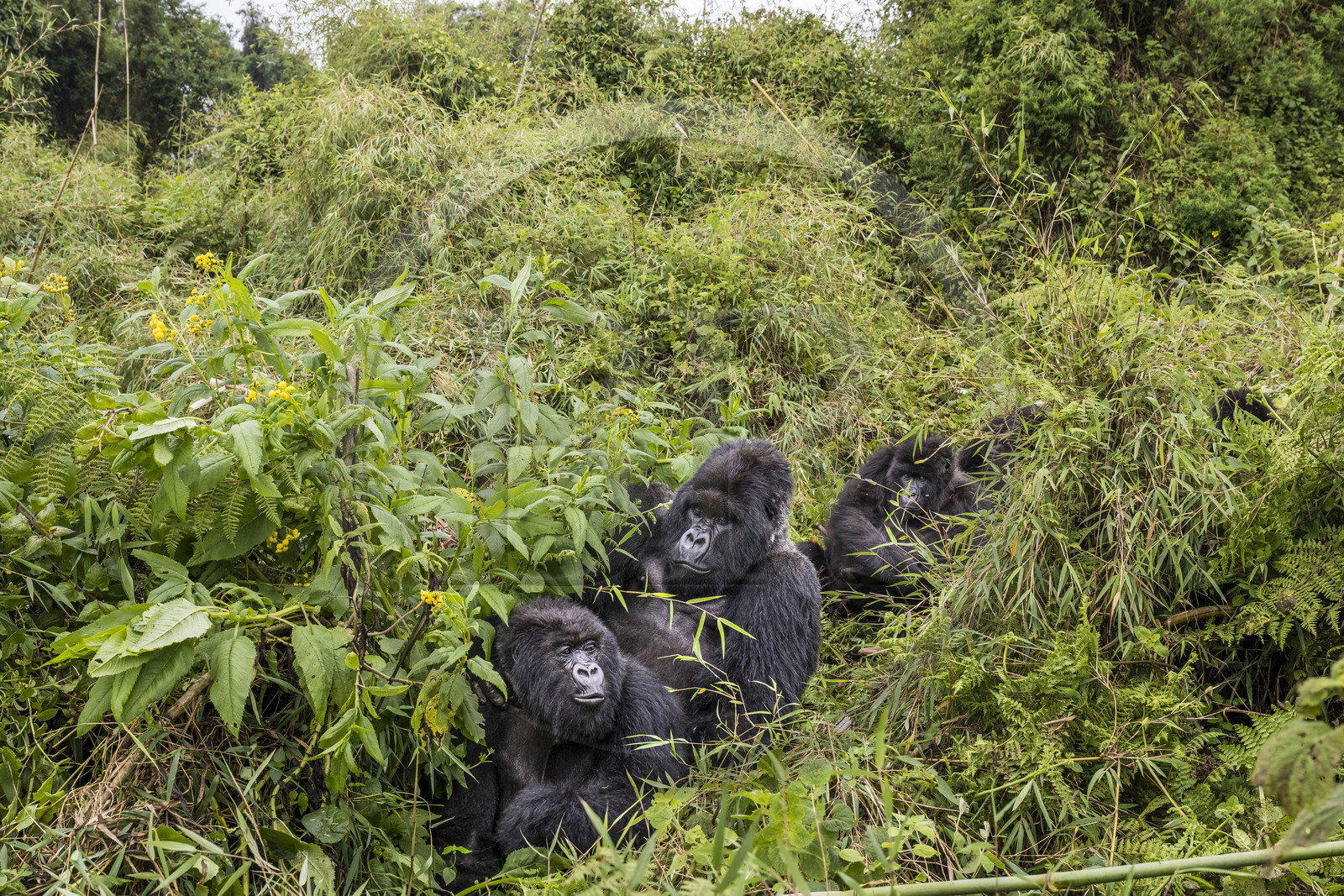 Rwanda, Province du Nord, Parc National des Volcans dans la chaine des Monts Virunga, mont Karisimbi, gorilles des montagnes (Gorilla beringei beringei), accouplement du male dos argenté (silverback) nommé Impuzamahanga qui est le male dominant du groupe Susa