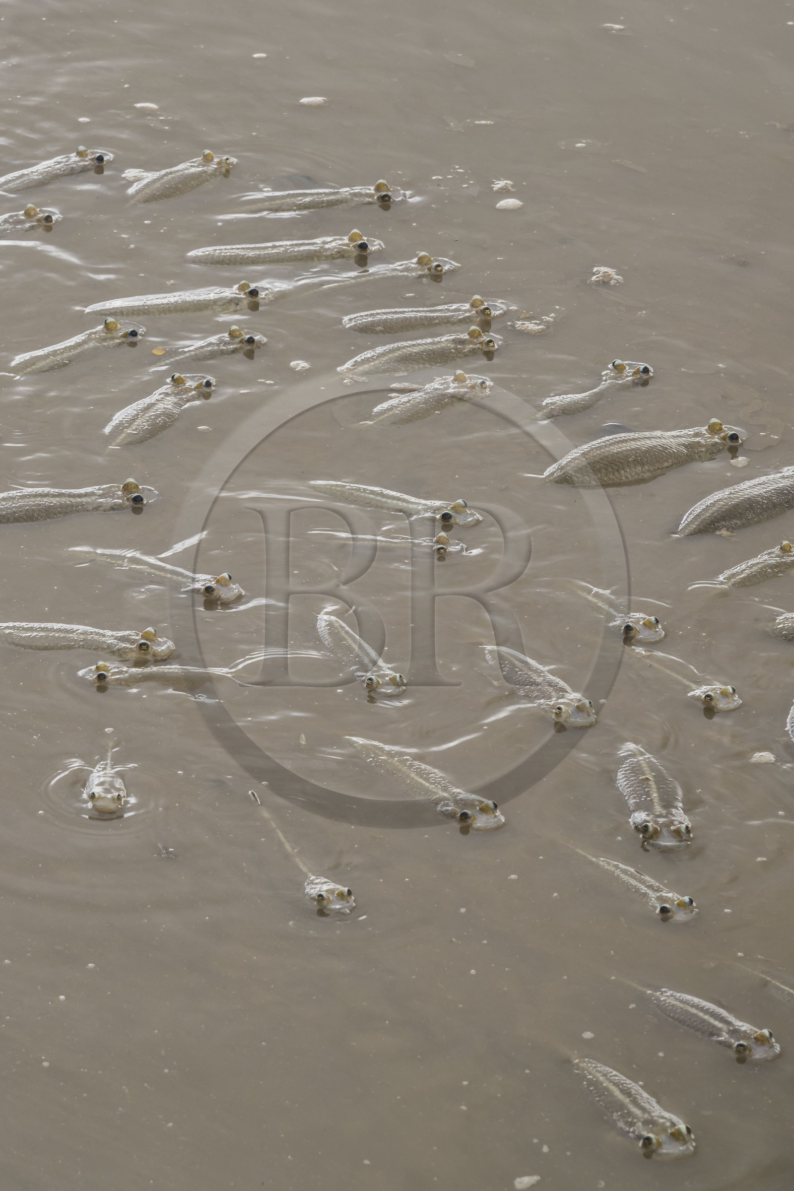 France, Guyane, Kourou, le poisson gros-yeux ou quatre-yeux (Anableps anableps) dans l'estuaire du fleuve Kourou