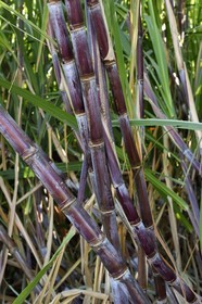 France, Ile de la Reunion, côte sud, Petite-Ile, canne à sucre
