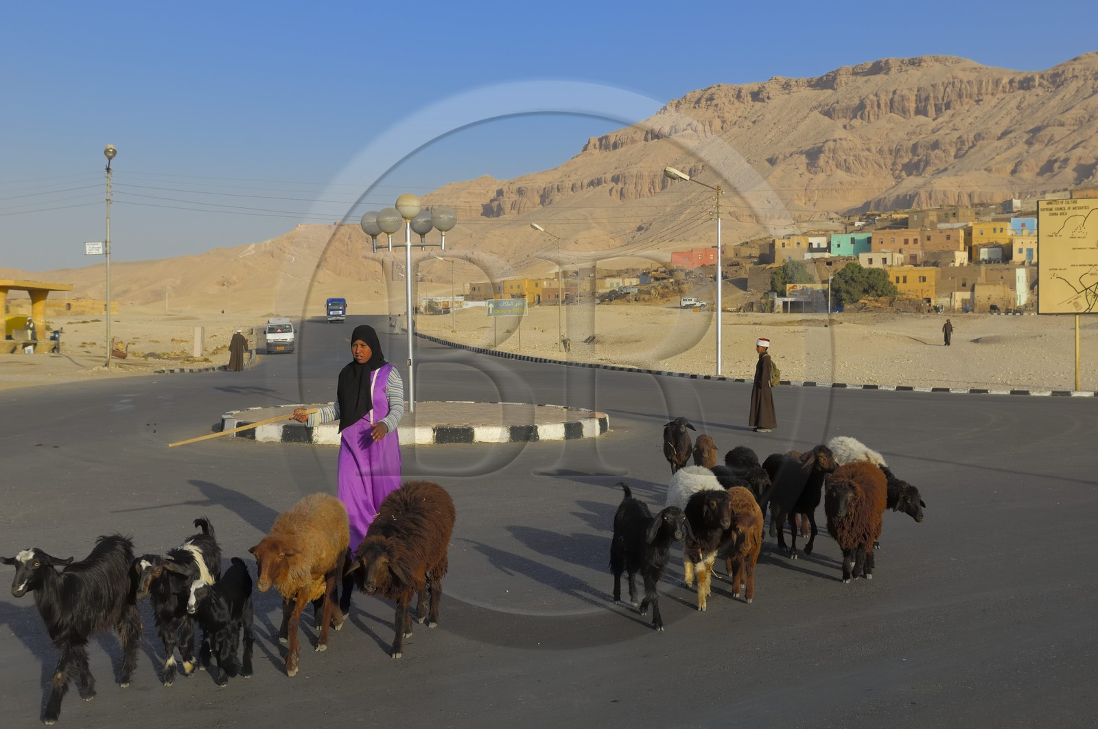 Egypte, Haute Egypte, vallée du Nil, environs de Louxor, Thèbes Ouest, nécropole thébaine, village de Gournah, femme et son troupeau de chèvres