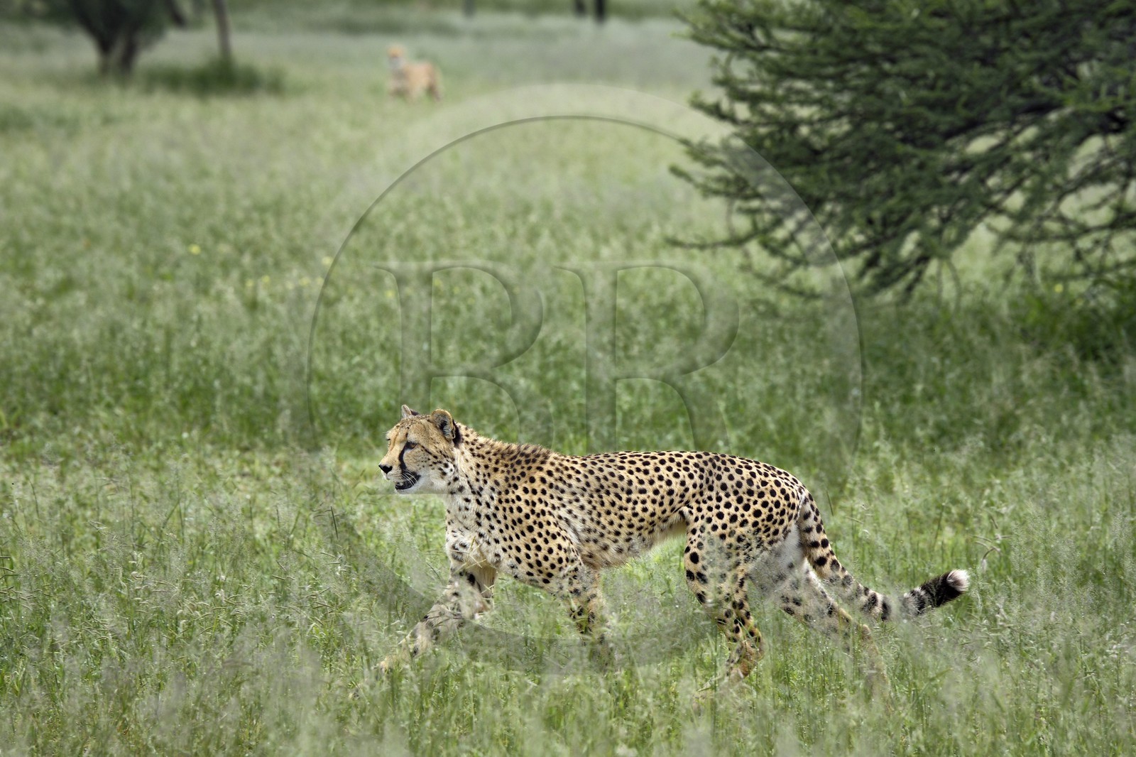 Namibie, Otjiwarongo, Cheetah Conservation Fund, centre de recherche et d'éducation, guépard (Acinonyx jubatus) dans les hautes herbes