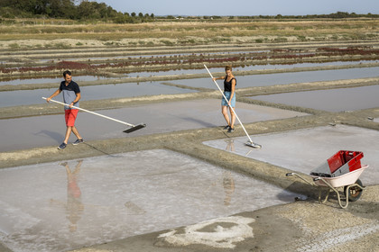 France, Charente-Maritime (17), Port-des-Barques, Ile Madame, la Ferme Aquacole de l'Ile Madame, Jean Philippe et Gaelle Mineau récoltent le sel de leur saline
