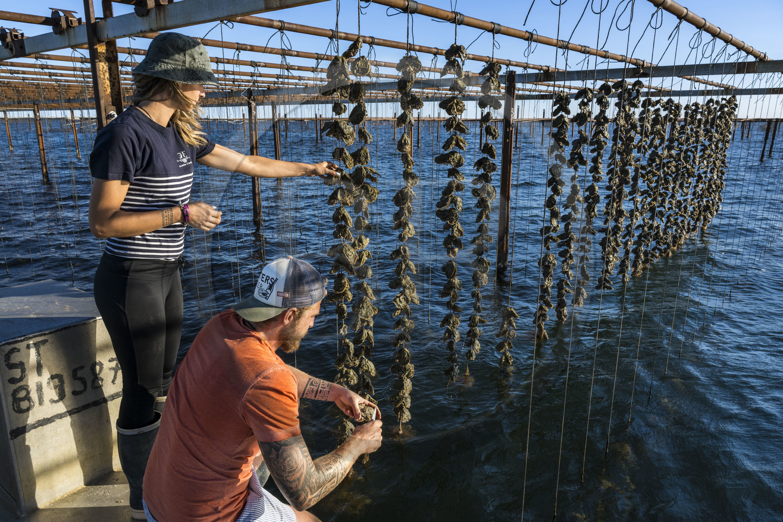 France, Hérault (34), Etang de Thau, Mèze, les producteurs de coquillages Quentin et Emmeline, l'élevage en suspension sur des cordes dans le parc à huitres