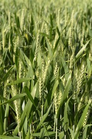 France, Finistère (29), champ de blé