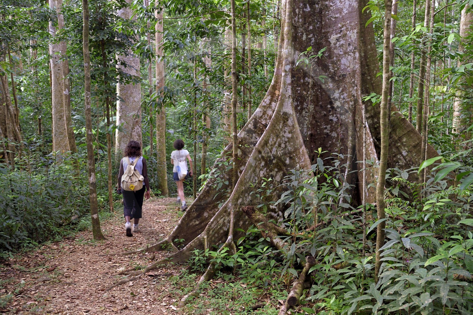 Caraïbes, Ile de la Dominique, Parc national de Morne Diablotin, chataignier dominicain (sloanea caribaea), en créol Chatannyé Ti-Fèy