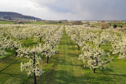 France, Meuse, Lorraine Regional Park, Cotes de Meuse, Vigneulles les Hattonchatel, mirabelliers (cherry-plum trees) in bloom (aerial view)