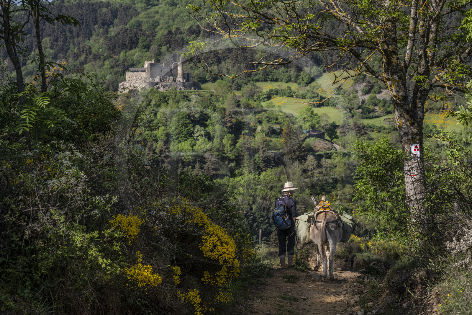 France, Haute-Loire (43), Goudet, Beaufort castle built around 1200 overlooks the Loire Valley, hiking with a donkey on the Robert Louis Stevenson Trail (GR 70), randonnée avec un âne sur le chemin de Stevenson (GR 70) et le chateau de Beaufort en arrière plan