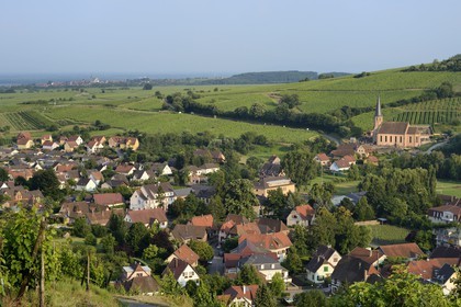 France, Bas-Rhin (67), Route des Vins d'Alsace, Andlau, la chapelle Saint-André et le vignoble
