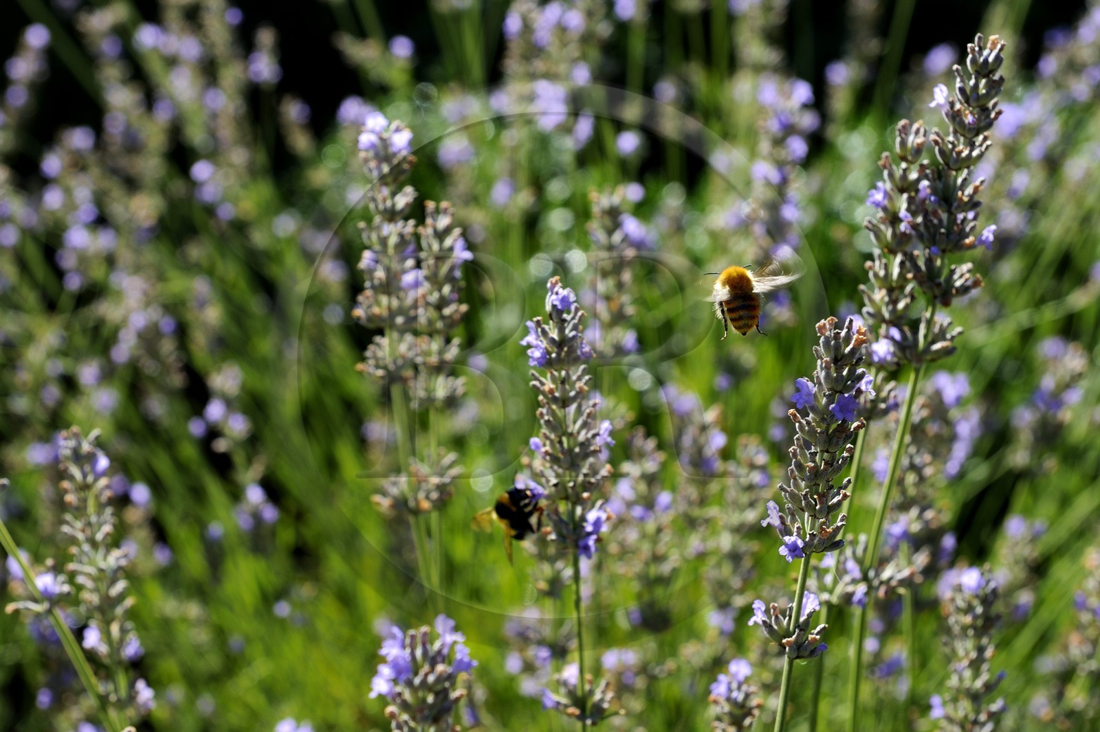 France, Var (83), Provence Verte, Bras, la maison d'hôtes Le Peyrourier une campagne en Provence, abeille butinant de la lavande