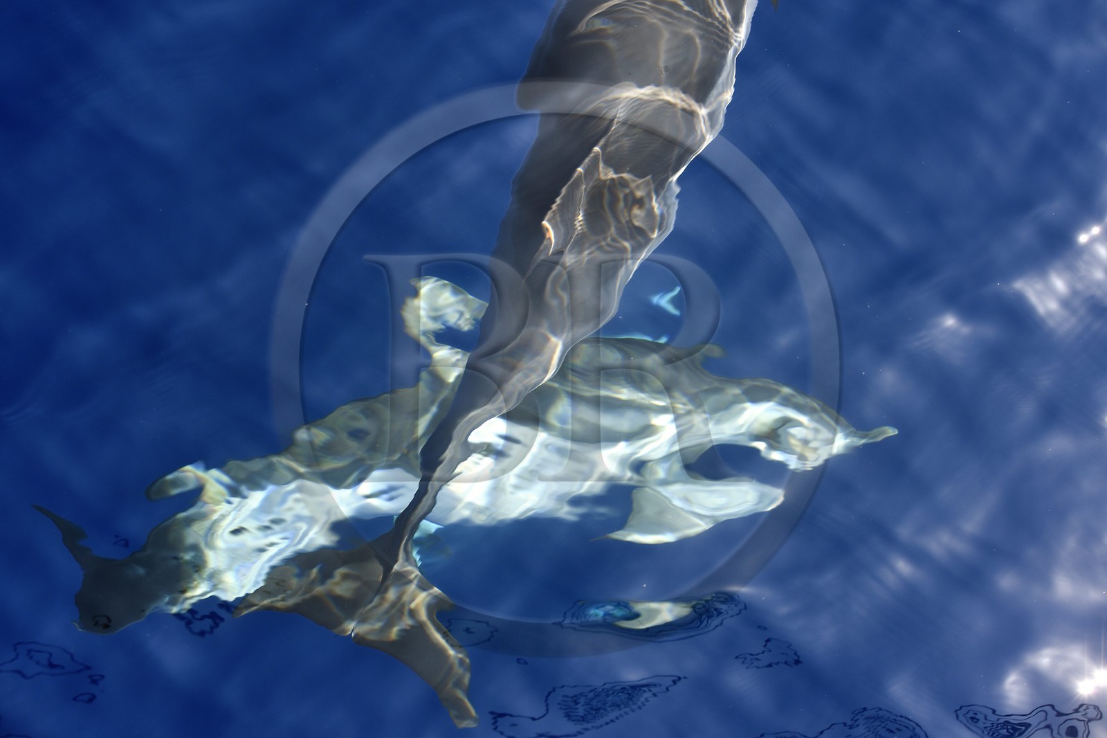 France, Alpes-Maritimes (06), Saint-Jean-Cap-Ferrat, sanctuaire Pelagos pour la protection des mammifères marins, dauphins bleu et blanc (Stenella coeruleoalba)