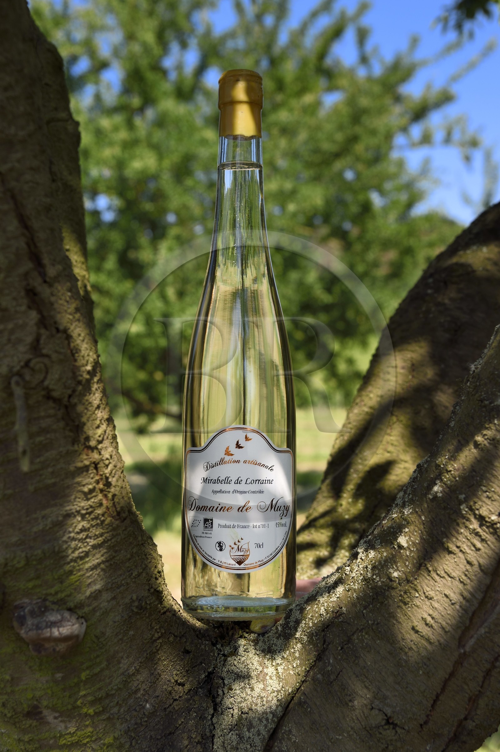 France, Meuse, Lorraine Regional Park, Cotes de Meuse, Combres sous les cotes, Domaine de Muzy, bottle of mirabelle plum brandy (schnaps)