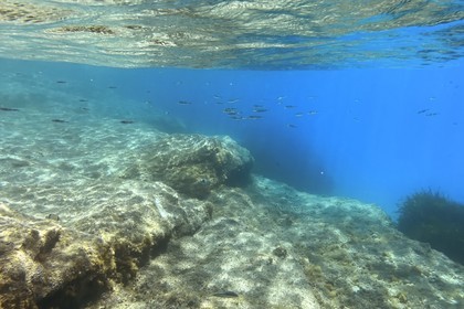 France, Var (83), Rayol-Canadel-sur-Mer, Domaine du Rayol, le jardin des Méditerranées, propriété du conservatoire du littoral mention obligatoire, les fonds rocheux du sentier marin