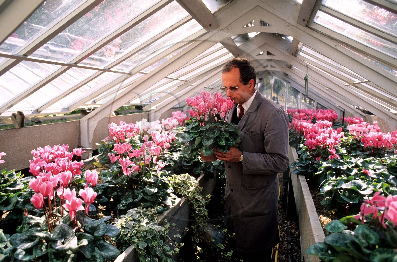 France, Paris (75), jardin du Luxembourg, M. Le Hideux responsable des serres