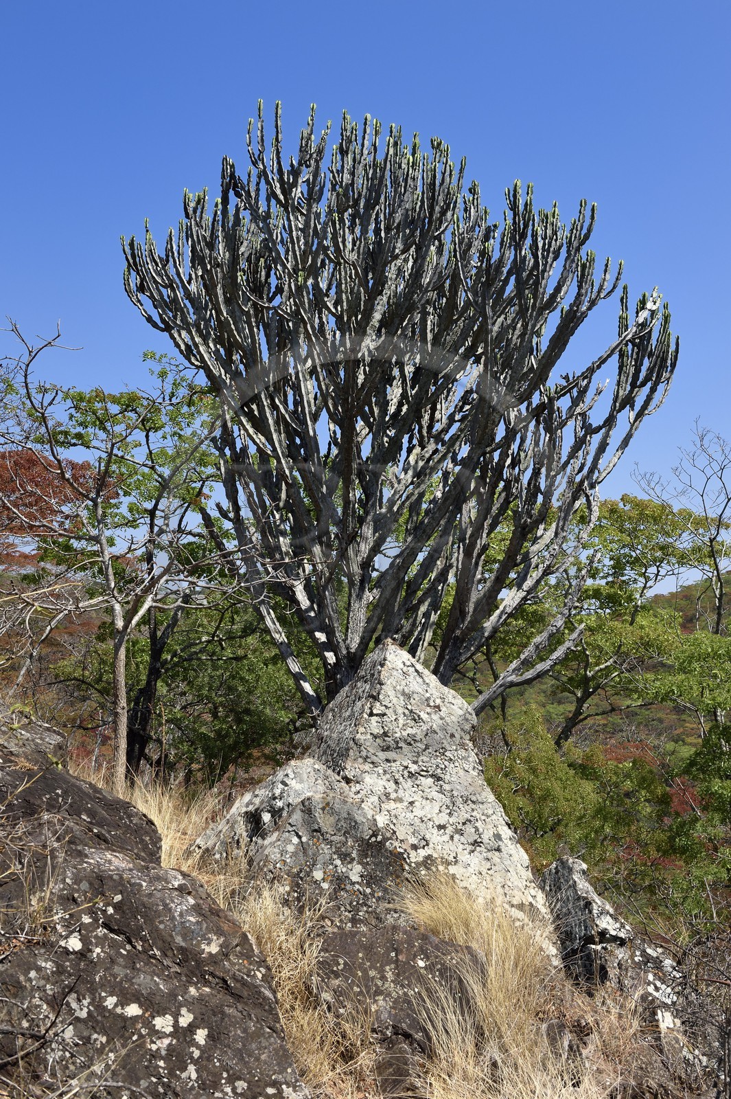 Zimbabwe, province des Midlands, région de Gweru, Dunraven falls, Euphorbia candelabrum (Euphorbe candélabre)