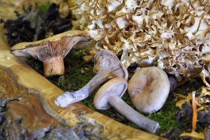 France, Haute Loire, Saint Bonnet le Froid, Régis and Jacques Marcon 3-star restaurant,