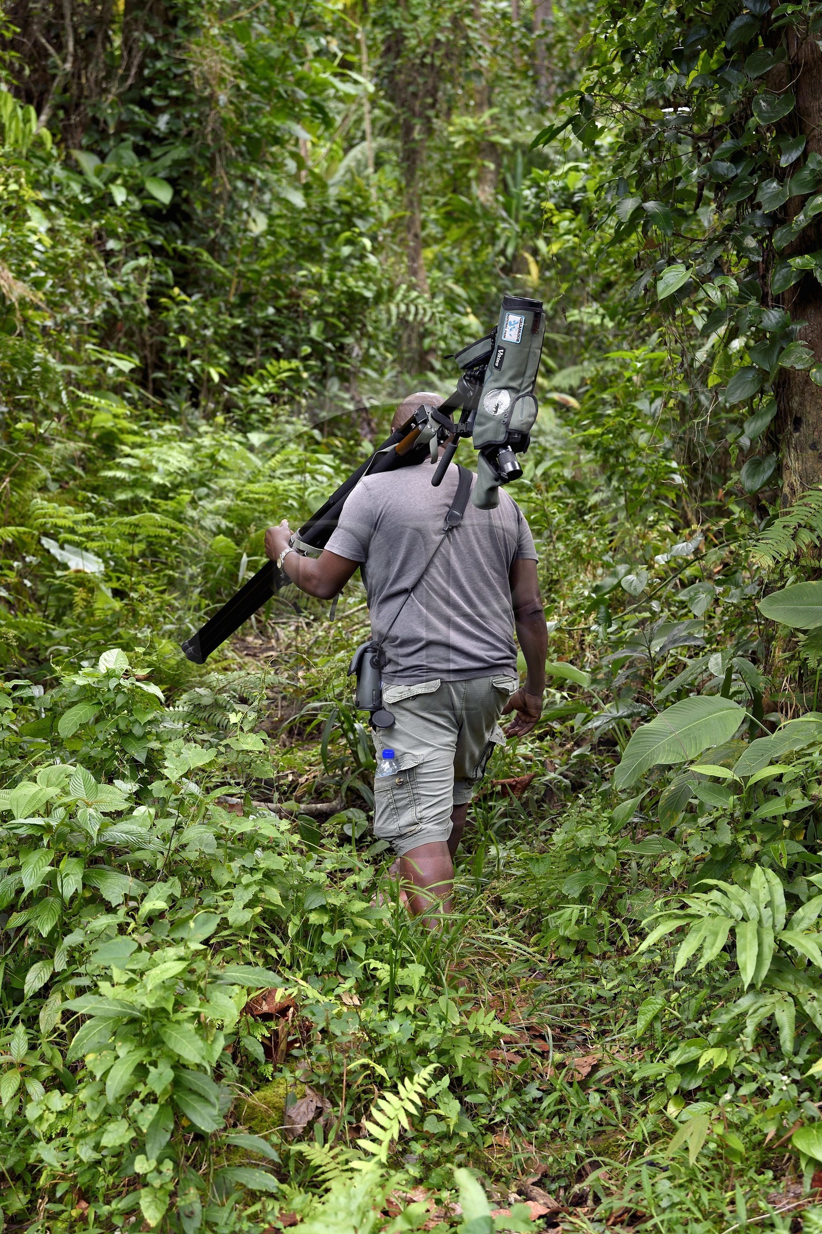 Caraïbes, Ile de la Dominique, Parc national de Morne Diablotin, guide naturaliste Bertrand Jno-Baptiste, observation des oiseaux sur le sentier de randonnée Waitukubuli qui traverse l’ile
