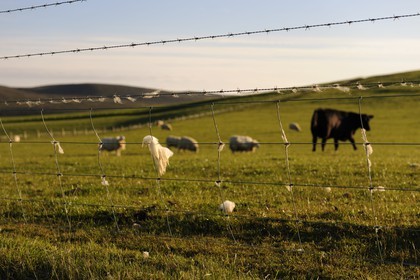 Royaume-Uni, Ecosse, Iles Orcades, Ile de Mainland, laine de mouton accrochée à la cloture