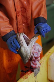 Norvège, Nordland, iles des Westeralen, port de Myre, jeune fille se faisant de l'argent de poche en coupant les langues ( met raffiné) de cabillaud skrei