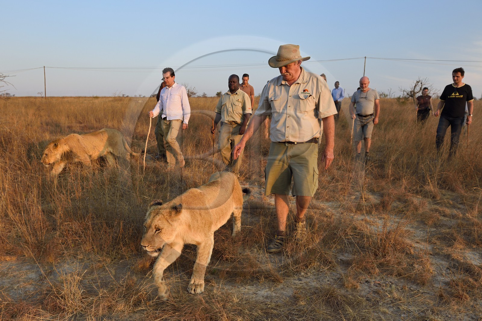 Zimbabwe, Midlands Province, Gweru, Antelope Park home to ALERT (African Lion and Environmental Research Trust)