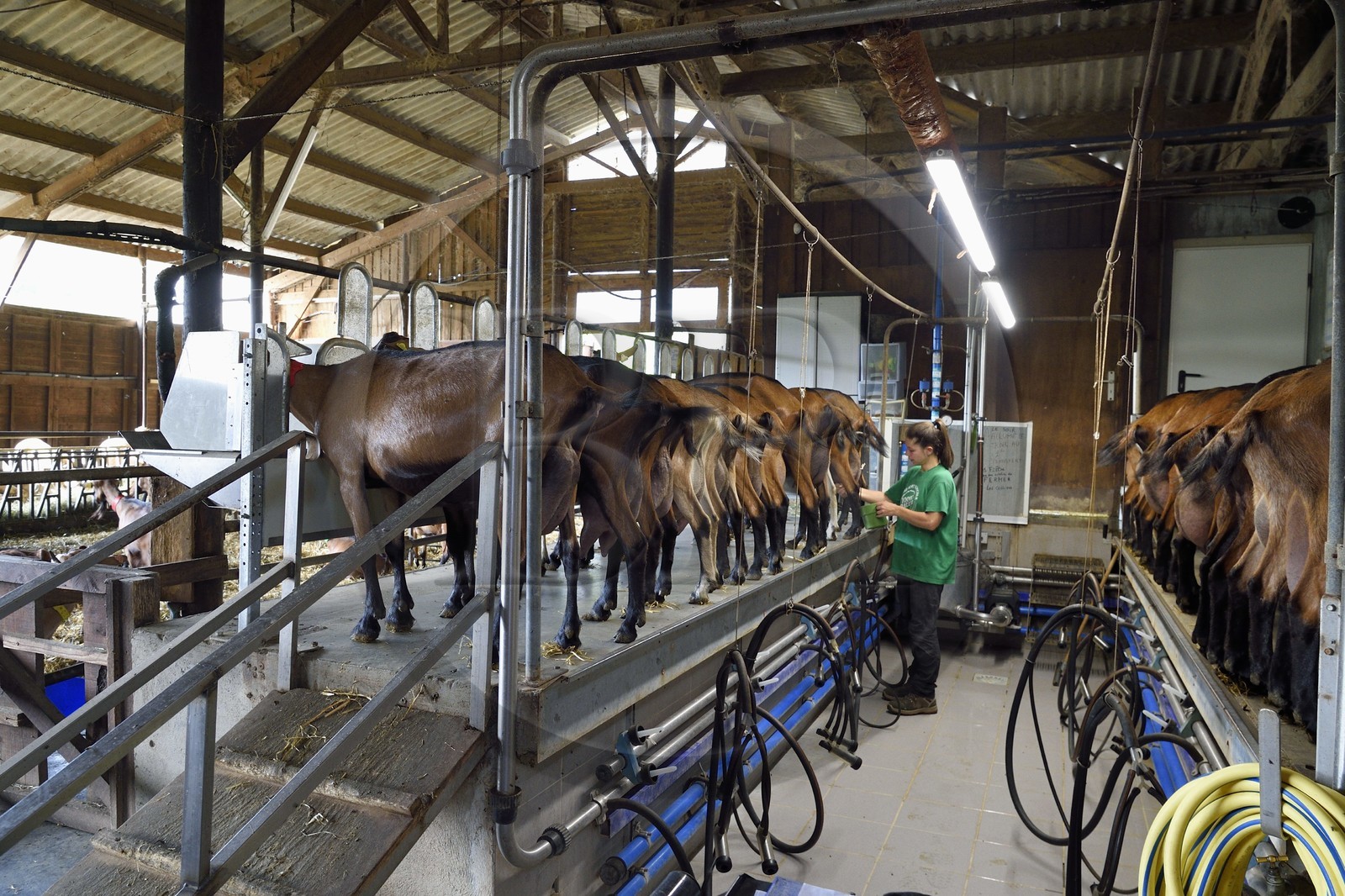France, Var (83), La Dracénie, village de Châteaudouble, ferme fromagère La Pastourelle, la traite des chèvres