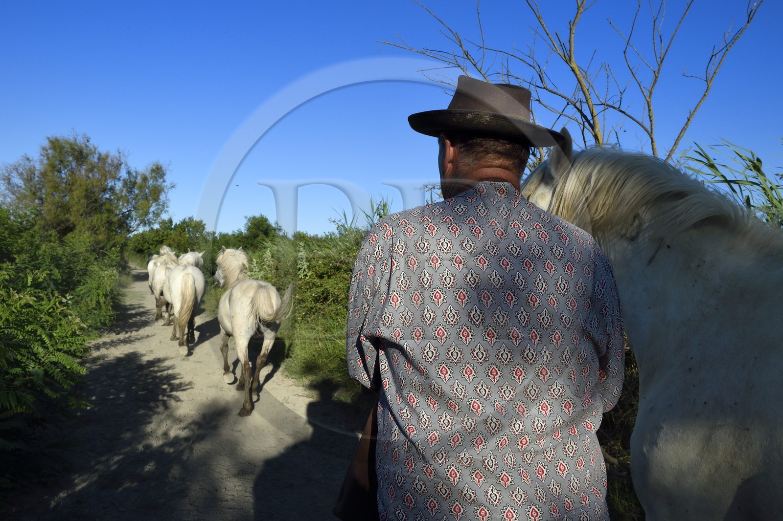 France, Bouches-du-Rhône (13), Parc naturel régional de Camargue, Mas du Menage, manade Saint Antoine (Cauzel), le gardian Régis Blayrat