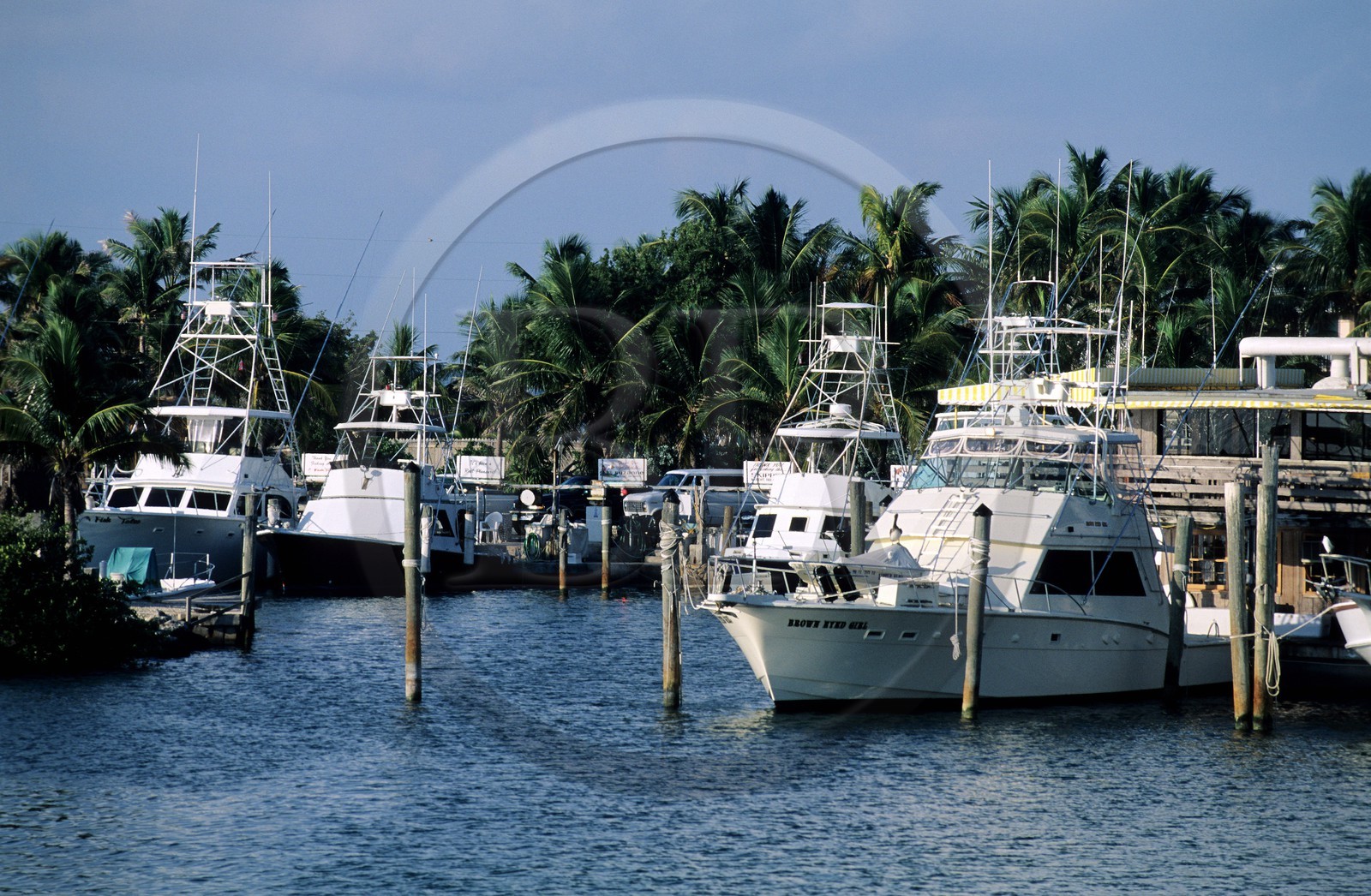 Etats-Unis, Floride, les Keys, Islamorada, Whale Harbour Marina