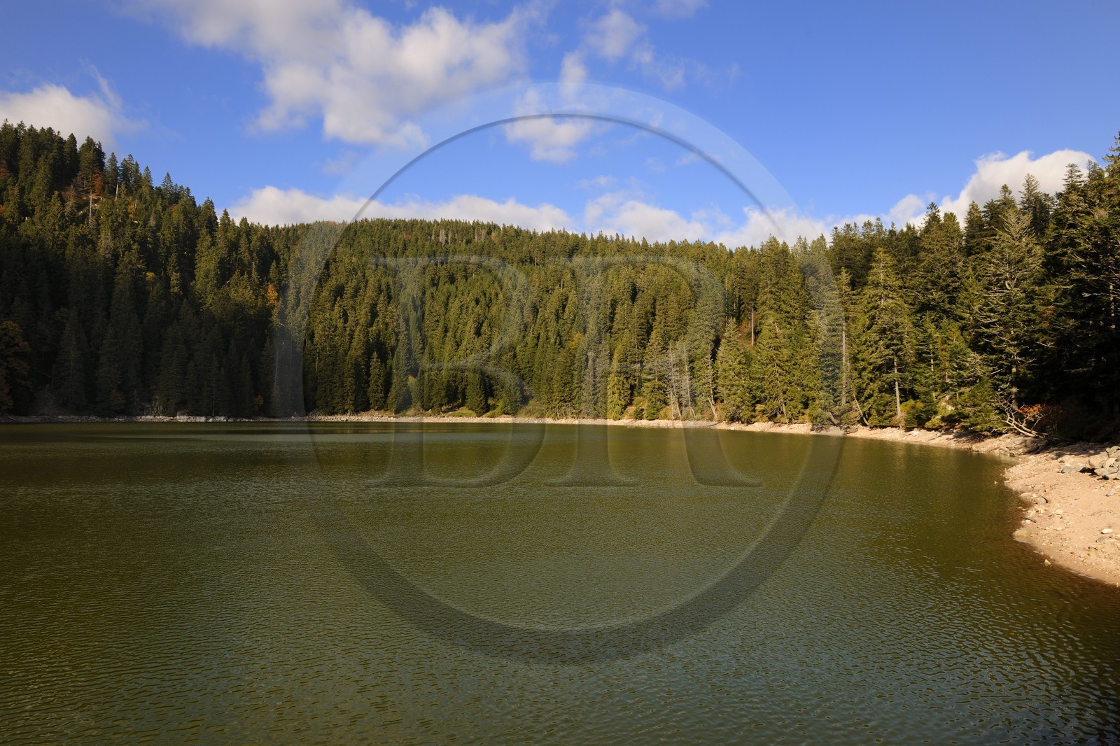 France, Haut-Rhin (68), en contrebas de la route des Crêtes, le lac Vert ou lac de Soultzeren au pied du massif du Tanet