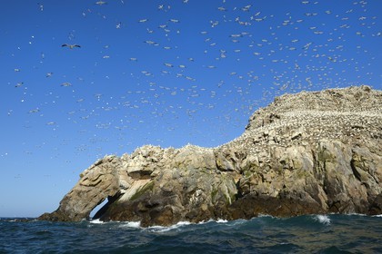 France, Cotes-d'Armor, Perros-Guirec, Sept-Iles Archipelago and bird sanctuary, Rouzic island, northern gannets colony (Morus bassanus), single point of nesting in France for more than 20,000 couples
