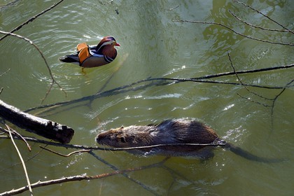 France, Val de Marne, the Marne riverside, Bry sur Marne, male mandarin duck (Aix galericulata) and coypu also known as the nutria (Myocastor coypus) in the foreground