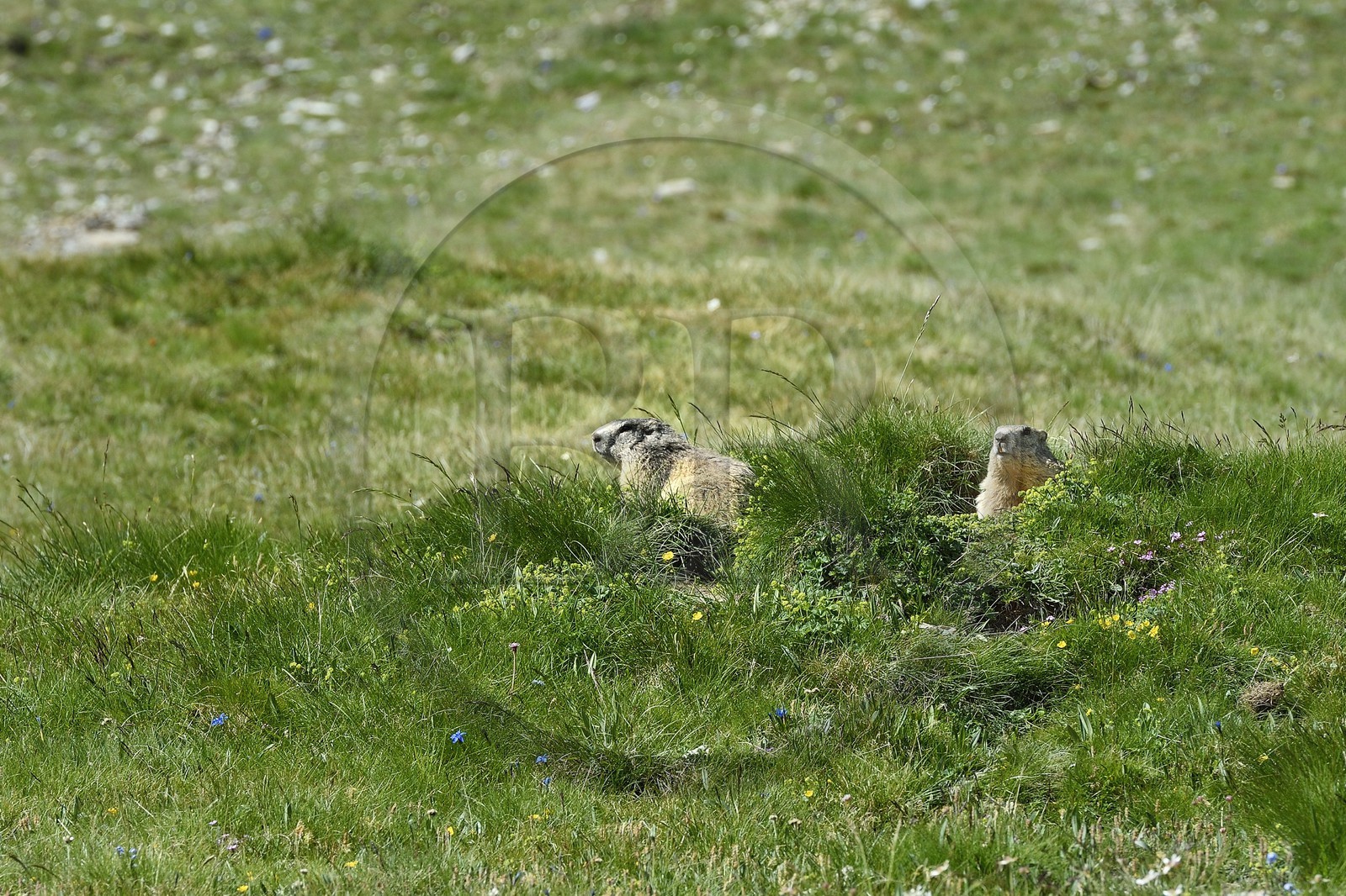 France, Alpes-de-Haute-Provence (04), Uvernet-Fours, parc national du Mercantour, vallée de l'Ubaye, col de la Cayolle (2326 m), marmotte des Alpes (Marmota marmota) sur la pelouse alpine