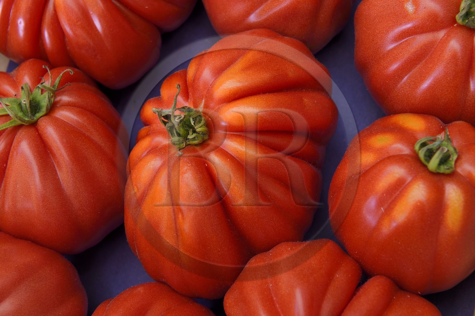 France, Alpes-Maritimes (06), Antibes, tomates Coeur de Boeuf