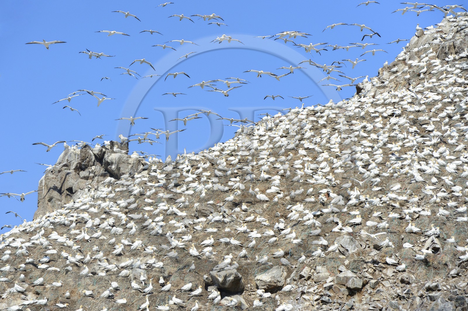 France, Côtes-d'Armor (22), Perros-Guirec, archipel et réserve ornithologique de Sept-Iles, Ile Rouzic, colonie de fous de Bassan (Morus bassanus), unique point de nidification en France pour plus de 20000 couples