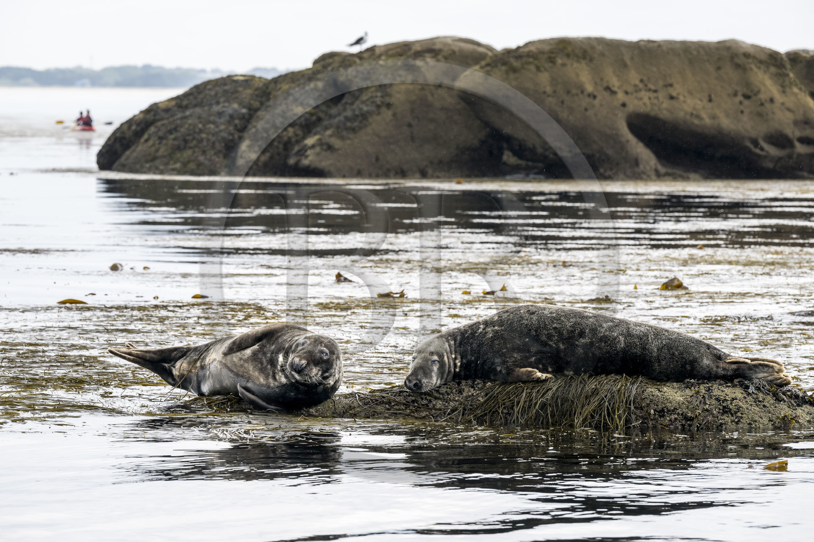 France, Finistère (29), Penmarch, archipel des Étocs, phoque gris (halichoerus grypus)