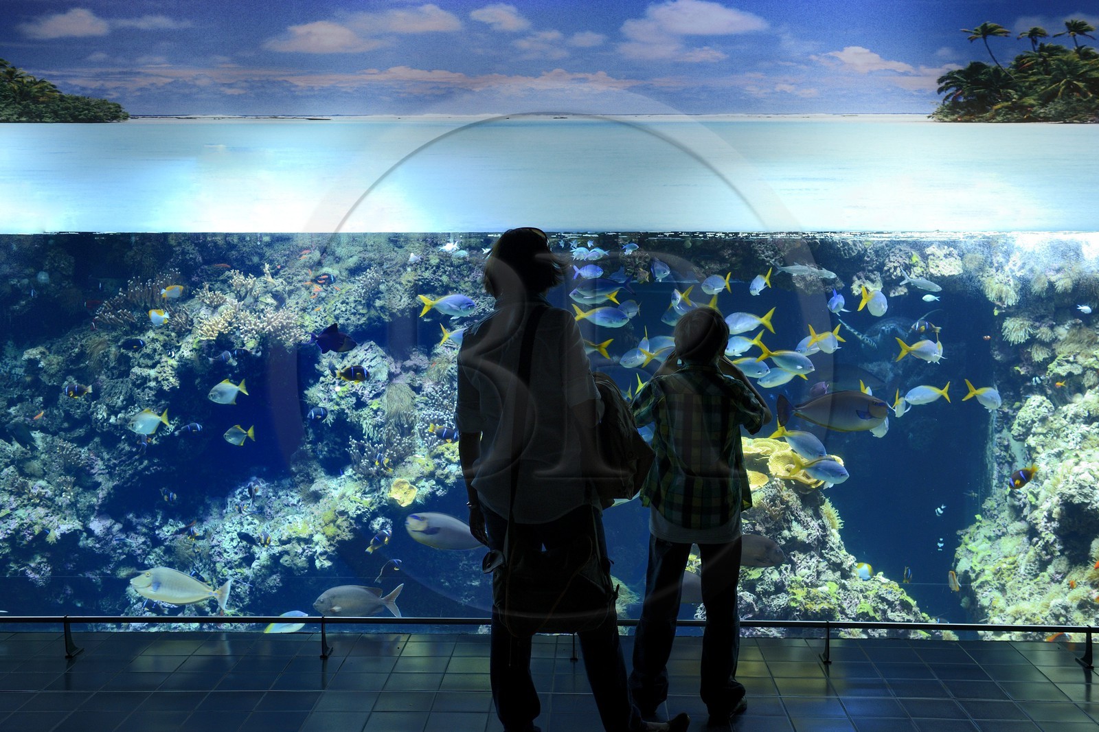 Principauté de Monaco, Monaco, le musée océanographique, aquarium du Lagon au Requins