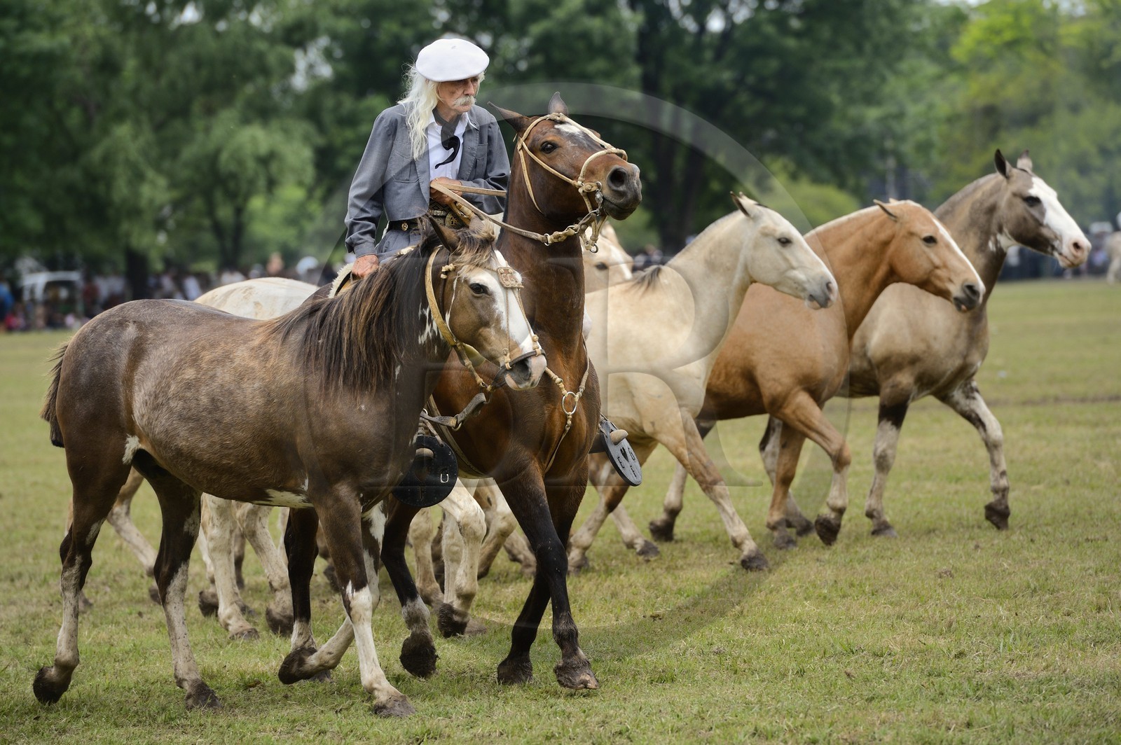 Argentine, province de Buenos Aires, San Antonio de Areco, fête du Jour de la Tradition (Dia de la Tradicion), figure appelée enchevêtrement de troupeaux (Entrevero de tropillas)